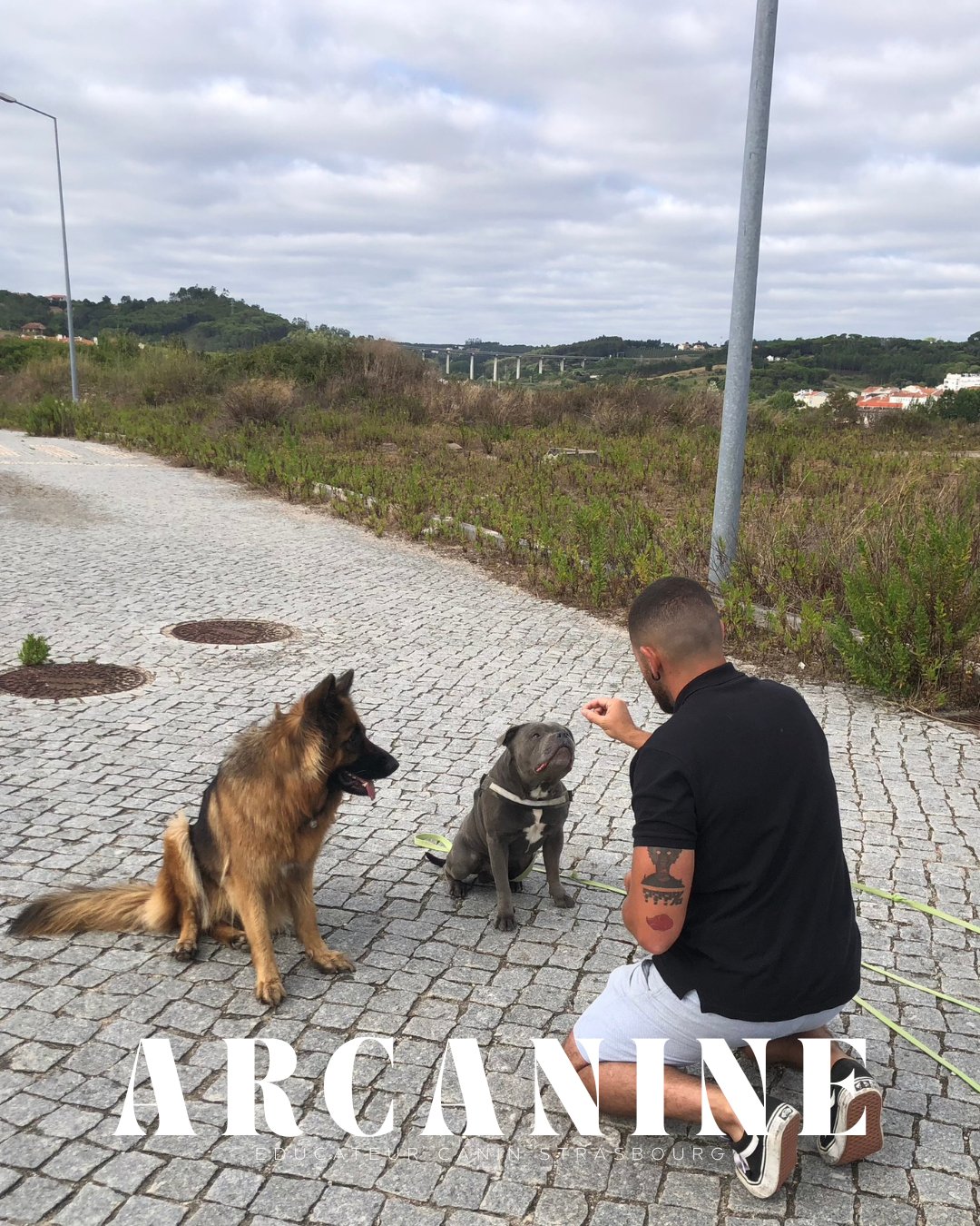 Arcanine — Éducateur canin Strasbourg, séance binôme berger allemand et staffy
