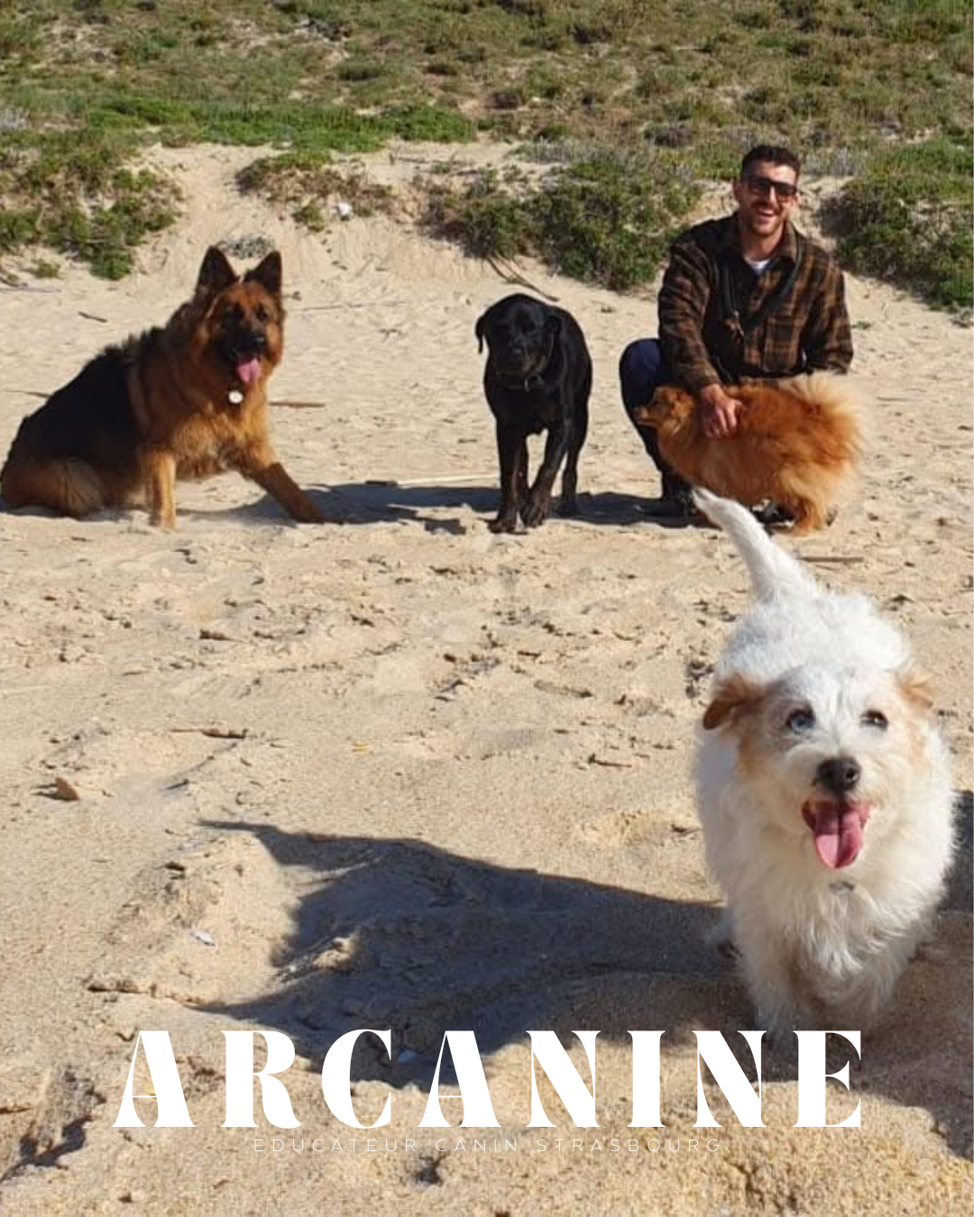 Balade canine Alsace Strasbourg Bas-Rhin