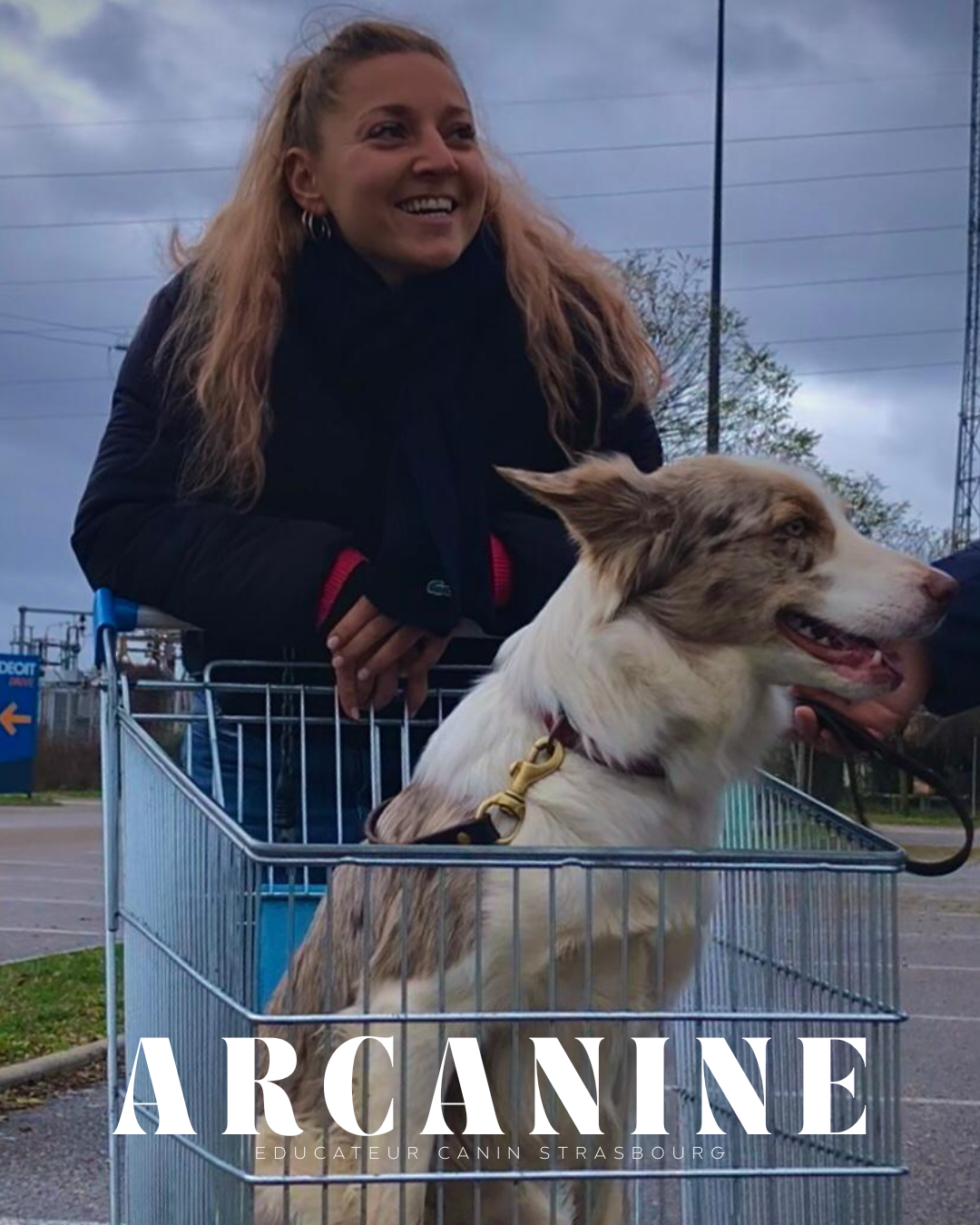Border Collie — Wolfisheim, Alsace