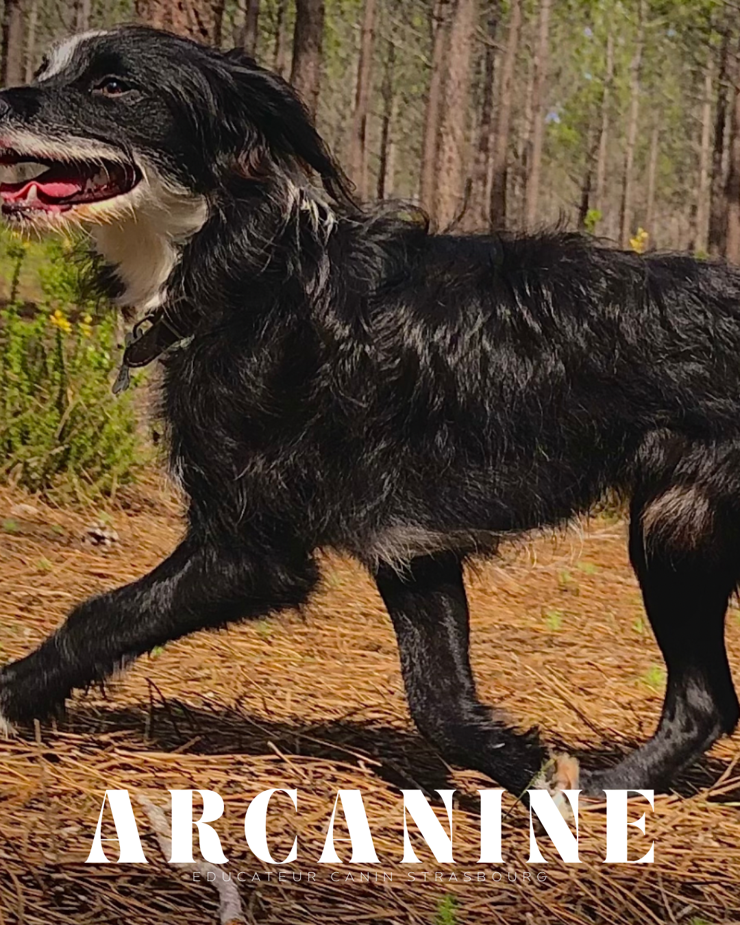 Éducateur canin formé chez Esprit Dog en Alsace